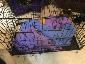 Daisy's Crate post panic attack